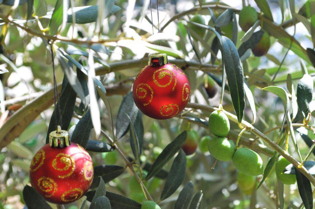 Olivenbaum mit Weihnachskugeln